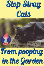 See full list on wikihow.com How To Keep Cats Out Of The Flower Bed Crafty Little Gnome