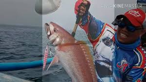 Umpan bandeng ikan bandeng adalah umpan terbaik mancing di laut. Tips Pemilihan Warna Metal Jig Yang Tepat Untuk Jigging Youtube
