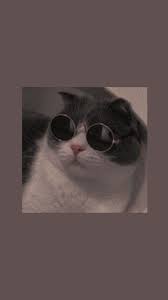 Over 40,000+ cool wallpapers to choose from. Cat Wallpaper Cute Aesthetic Cat Novocom Top