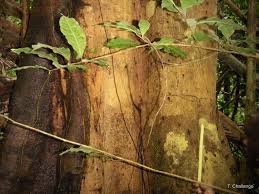 Image result for Xylopia aethiopica