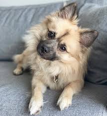 Cuccioli cani nani in vendita in animali: Cani Piccola Taglia Le 43 Razze Di Cani Piccoli Per L Appartamento