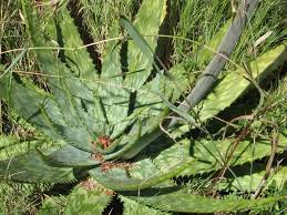 Image result for Aloe komatiensis