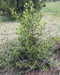 Image result for Coffea racemosa