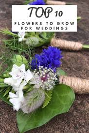 Maybe you would like to learn more about one of these? Top 10 Flowers To Grow For Weddings Gardening Know How S Blog