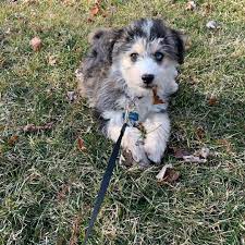 Your husky poodle mix puppies will require less dog food and should be fed four meals a day. Huskydoodle Guide Siberpoo Huskypoo Poosky We Love Doodles