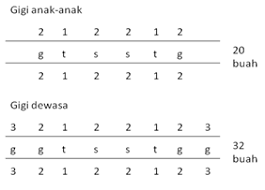 Check spelling or type a new query. Struktur Gigi Susu Dan Gigi Permanen