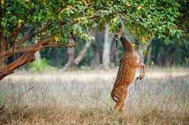 The adventure park at long island. Adina Deer Park A Breeding Centre The Statesman