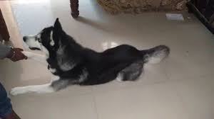 The siberian husky was bred to be a sled dog in northeast asia, and are known for their eagerness to work as well as their impressive endurance. Siberian Husky In Bangalore Youtube