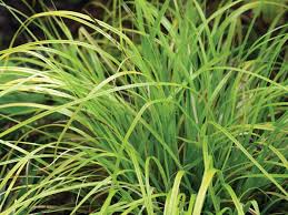 Image result for Carex sp.no.1