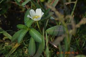 Image result for Ludwigia adscendens