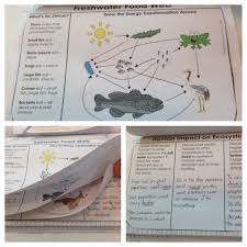 Food Chains And Food Webs For Science Journals And Interactive Notebooks Middle School Science Teacher Middle School Science Middle School Science Activities