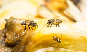 Where do fruit flies come from? Why There S Suddenly Plague Of Tiny Flies In Our Kitchens Daily Mail Online