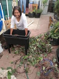 Aquaponics Sweet Potatoes Steemit