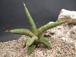 Image result for Sansevieria pedicellata