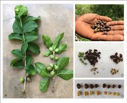 Image result for Coffea racemosa