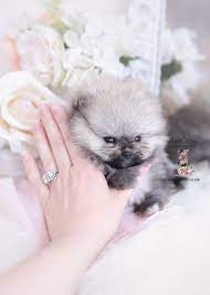 Micro Teacup Pomeranian Puppy For Sale Teacup Puppies 099 Teacup Puppies Teacup Puppies For Sale Pomeranian Puppy Teacup