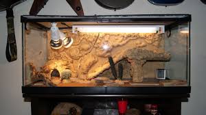 Bearded Dragon Cage Setup Ideas Bearded Dragon Bearded Dragon Care Bearded Dragon Cage