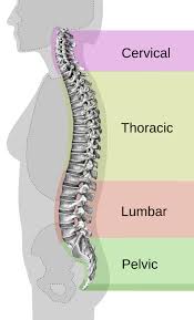 The vertebral column runs the length of the back and creates a central area of recession. Back Pain Wikipedia