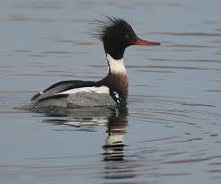 We did not find results for: Red Breasted Merganser Wildfowling Bird Feathers Migratory Birds