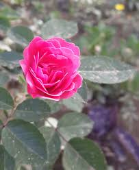 تحميل صور ورد صور زهور رومانسيه Rose