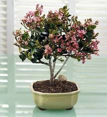 Buy and send bonsai plants and bonsai tree online with myflowertree. The Indian Hawthorne Bonsai Has Pink Blossoms During The Spring That Develop Into Berries The Birds Enjoy Outdoor Bonsai Tree Bonsai Bonsai Tree