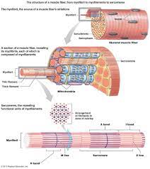 Human Muscle Cell Diagram Koibana Info Skeletal Muscle Muscular System Muscle Anatomy