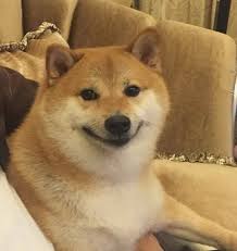 Shibe Hayvan Viralleri Hayvanlar Komik