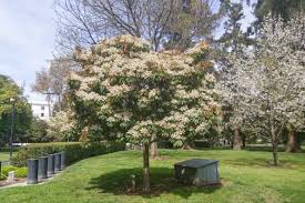 Image result for Eriobotrya