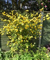 Image result for Kerria japonica