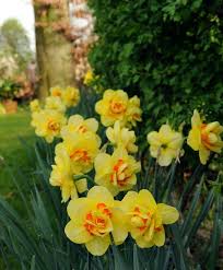 Narcissus Tahiti Tahiti Is An Award Winning Variety With Large 4 Wide Soft Yellow Flowers With A Fully Double Cup Of Bulb Flowers Narcissus Narcissus Flower