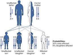 Patterns Of Inheritance Anatomy And Physiology Ii