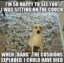 Pin By Camie Matos On Funny Pictures Animals Funny Dog Pictures Cute Animal Memes Animal Jokes