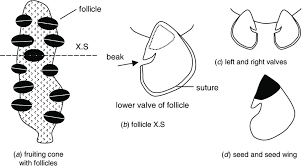 Illustration Not To Scale Of A A Banksia Fruiting Cone Or Download Scientific Diagram