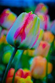 Rainbow Tulip Flowers Garden Love Beautiful Flowers Planting Flowers Pretty Flowers