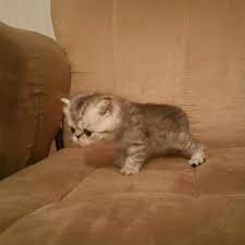 If you are in the market to buy salvage title cars, bidgodrive.com is the place to find them! Exotic Shorthair Persain Kittens For Sale In Portland Oregon Classified Americanlisted Com