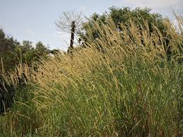 Image result for Setaria