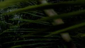 Watch full episodes, video clips, previews and nbc.com exclusives of saturday night live. Watch Running Wild With Bear Grylls Tv Show Streaming Online Nat Geo Tv
