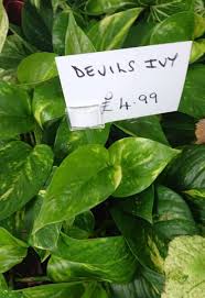How often should you water a basil plant? How Often To Water Pothos Plants Gardener Report