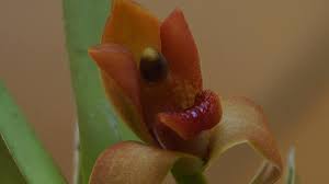 Image result for Otomeria elatior