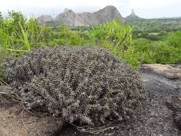 Image result for Euphorbia corniculata