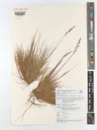 Image result for Avenella