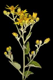 Image result for Anisopappus kirkii