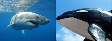 Orcas Versus Great White Sharks A Perennial Battle Of