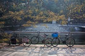 The bicycle shop(h.k.) is the designated distributor of trek in hong kong. Hong Kong On Two Wheels Can Cycling Thrive Here