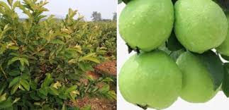 We did not find results for: Taiwan Guava Farming Planting Harvesting Yield Profit Agri Farming