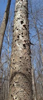 25 more photos view gallery. American Sycamore Platanus Occidentalis