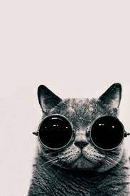 elif nur adli kullanicinin wallpapers panosundaki pin kedi guzel kediler hayvanlar