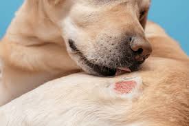 Image result for scabies dogs detail