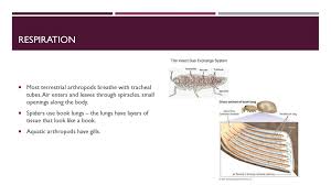 Arthropods Ppt Download