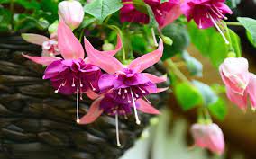 25 Flowers That Look Immaculate In Hanging Baskets Plants For Hanging Baskets Hanging Flower Baskets Hanging Plants